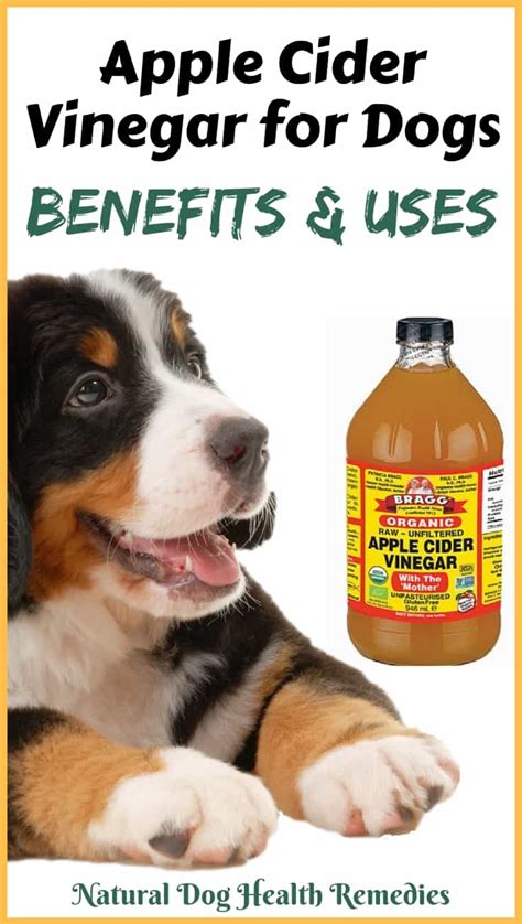 is vinegar safe for dogs